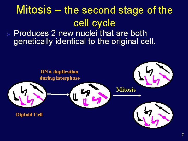 Mitosis – the second stage of the cell cycle Ø Produces 2 new nuclei