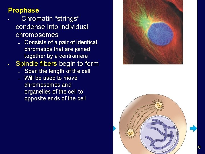 Prophase • Chromatin “strings” condense into individual chromosomes – • Consists of a pair