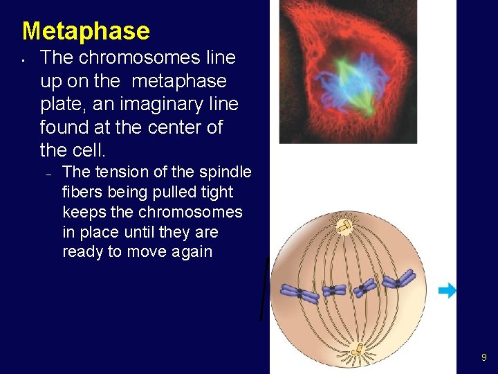 Metaphase • The chromosomes line up on the metaphase plate, an imaginary line found