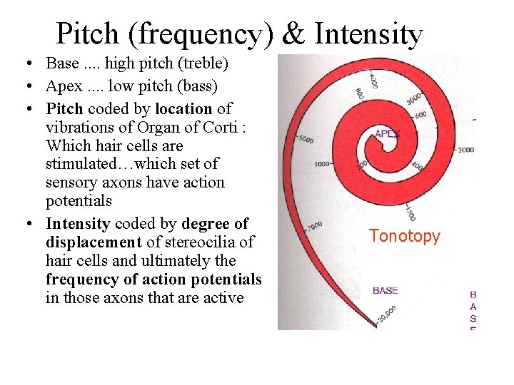 Pitch (frequency) & Intensity • Base. . high pitch (treble) • Apex. . low