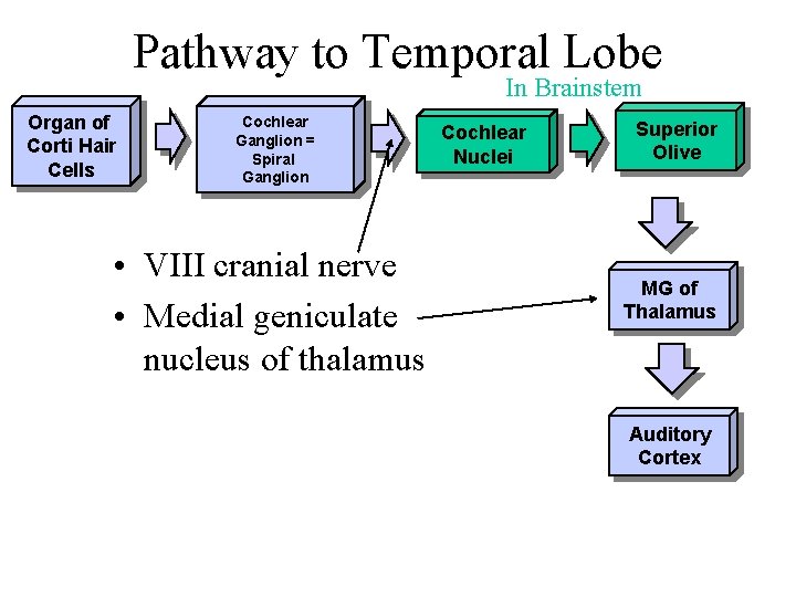 Pathway to Temporal Lobe In Brainstem Organ of Corti Hair Cells Cochlear Ganglion =