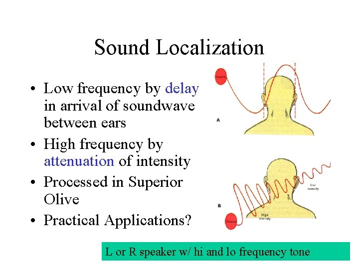 Sound Localization • Low frequency by delay in arrival of soundwave between ears •
