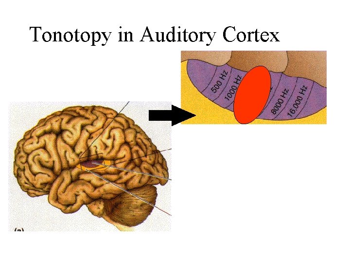 Tonotopy in Auditory Cortex 