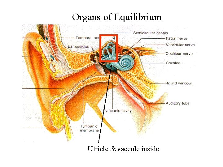 Organs of Equilibrium Structures of the Ear Utricle & saccule inside 