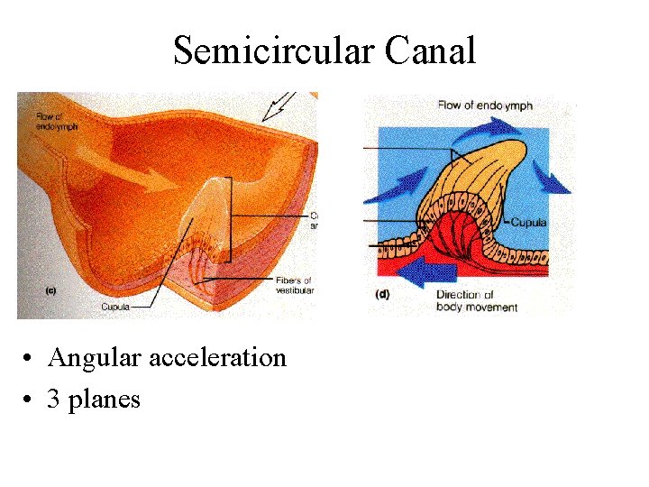 Semicircular Canal • Angular acceleration • 3 planes 