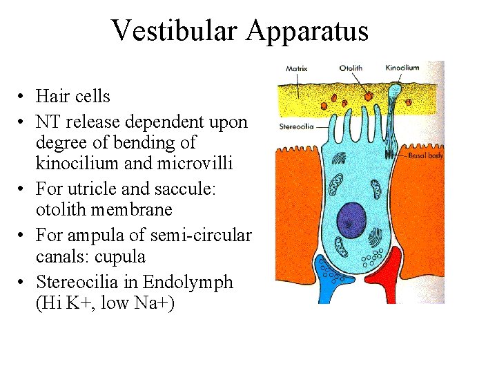 Vestibular Apparatus • Hair cells • NT release dependent upon degree of bending of