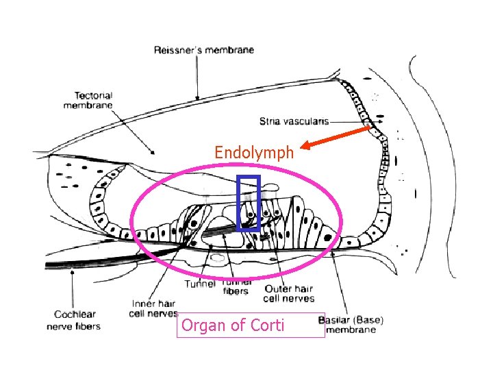 Endolymph Organ of Corti 