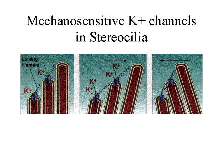 Mechanosensitive K+ channels in Stereocilia 