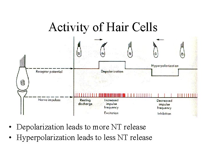 Activity of Hair Cells • Depolarization leads to more NT release • Hyperpolarization leads