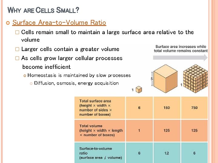 WHY ARE CELLS SMALL? Surface Area-to-Volume Ratio � Cells remain small to maintain a WHY ARE CELLS SMALL? Surface Area-to-Volume Ratio � Cells remain small to maintain a