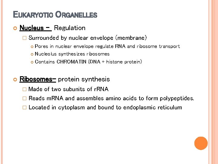 EUKARYOTIC ORGANELLES Nucleus - Regulation � Surrounded by nuclear envelope (membrane) Pores in nuclear EUKARYOTIC ORGANELLES Nucleus - Regulation � Surrounded by nuclear envelope (membrane) Pores in nuclear