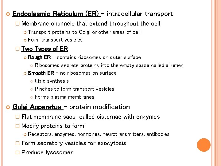 Endoplasmic Reticulum (ER) – intracellular transport � Membrane channels that extend throughout the Endoplasmic Reticulum (ER) – intracellular transport � Membrane channels that extend throughout the