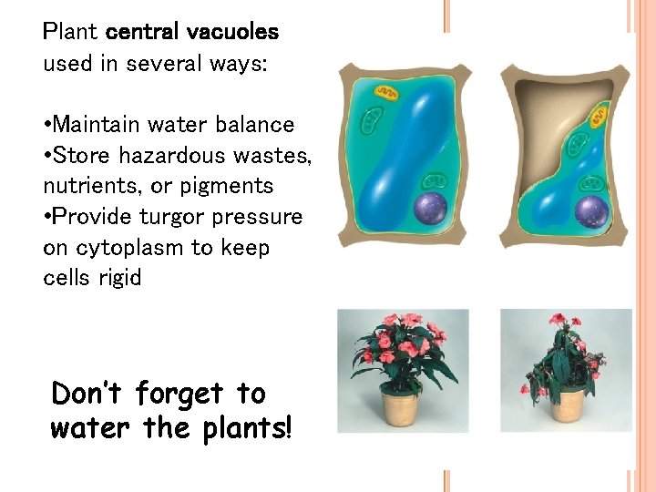 Plant central vacuoles used in several ways: • Maintain water balance • Store hazardous Plant central vacuoles used in several ways: • Maintain water balance • Store hazardous