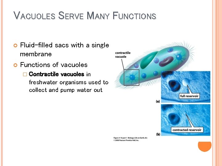 VACUOLES SERVE MANY FUNCTIONS Fluid-filled sacs with a single membrane Functions of vacuoles � VACUOLES SERVE MANY FUNCTIONS Fluid-filled sacs with a single membrane Functions of vacuoles �