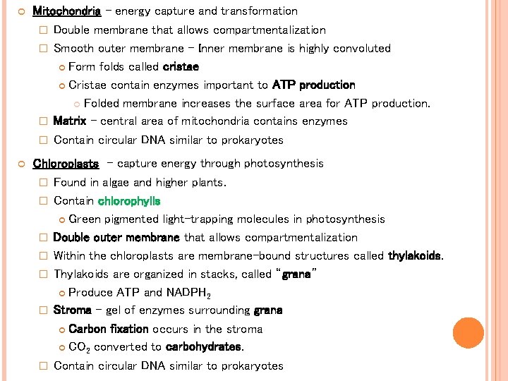 Mitochondria - energy capture and transformation � Double membrane that allows compartmentalization � Mitochondria - energy capture and transformation � Double membrane that allows compartmentalization �