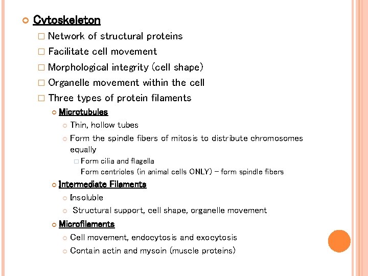 Cytoskeleton � Network of structural proteins � Facilitate cell movement � Morphological integrity Cytoskeleton � Network of structural proteins � Facilitate cell movement � Morphological integrity