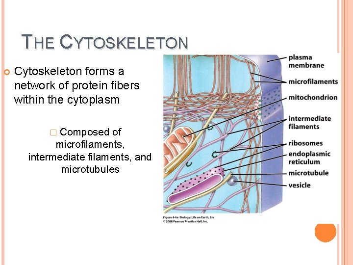 THE CYTOSKELETON Cytoskeleton forms a network of protein fibers within the cytoplasm � Composed THE CYTOSKELETON Cytoskeleton forms a network of protein fibers within the cytoplasm � Composed