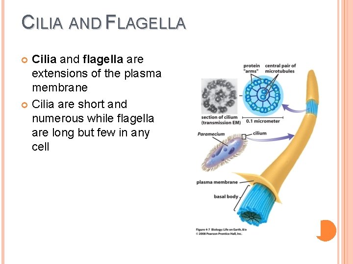 CILIA AND FLAGELLA Cilia and flagella are extensions of the plasma membrane Cilia are CILIA AND FLAGELLA Cilia and flagella are extensions of the plasma membrane Cilia are