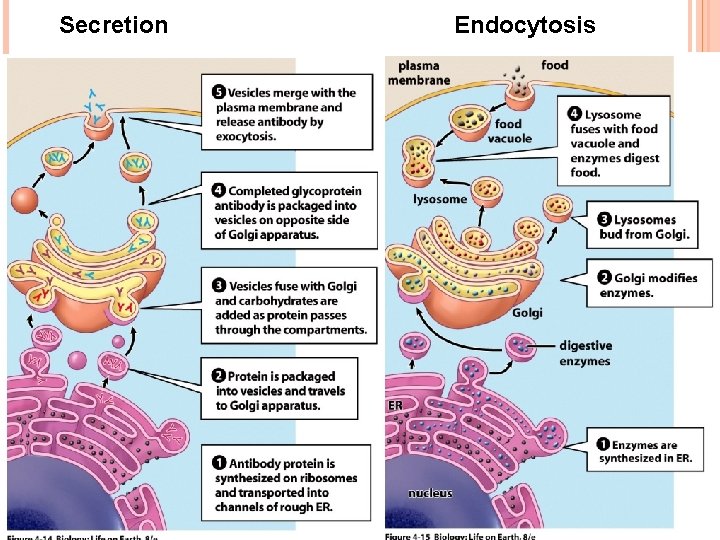 Secretion Endocytosis Secretion Endocytosis
