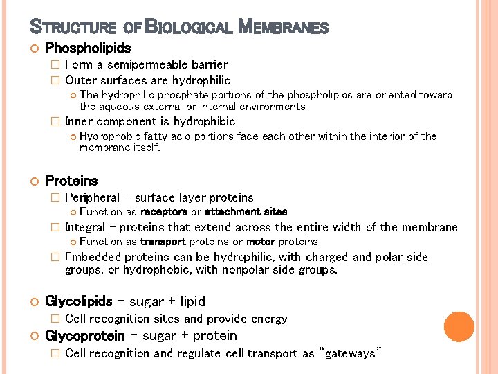 STRUCTURE OF BIOLOGICAL Phospholipids � � Form a semipermeable barrier Outer surfaces are hydrophilic STRUCTURE OF BIOLOGICAL Phospholipids � � Form a semipermeable barrier Outer surfaces are hydrophilic
