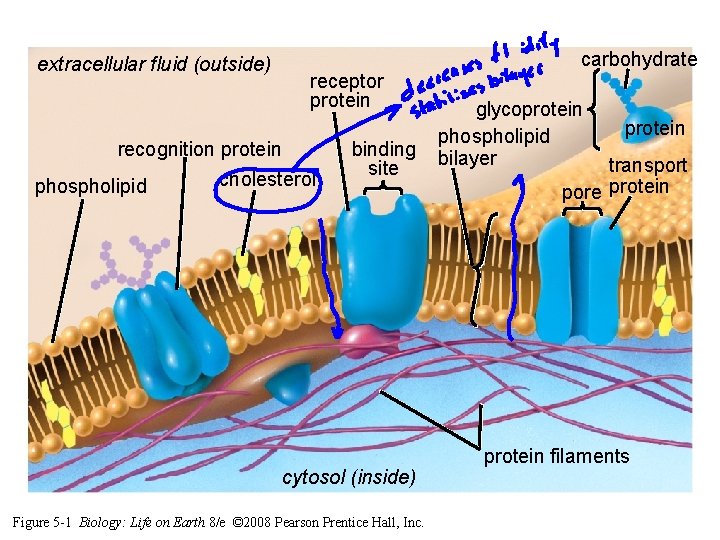 extracellular fluid (outside) carbohydrate receptor protein recognition protein cholesterol phospholipid binding site cytosol (inside) extracellular fluid (outside) carbohydrate receptor protein recognition protein cholesterol phospholipid binding site cytosol (inside)