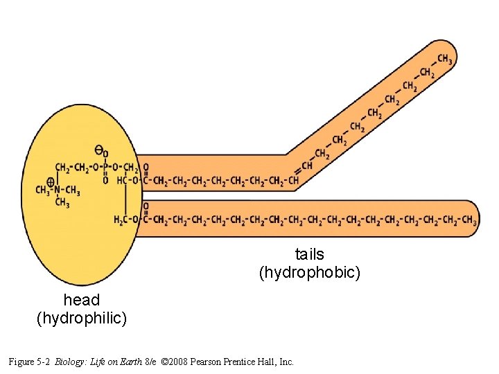 tails (hydrophobic) head (hydrophilic) Figure 5 -2 Biology: Life on Earth 8/e © 2008 tails (hydrophobic) head (hydrophilic) Figure 5 -2 Biology: Life on Earth 8/e © 2008