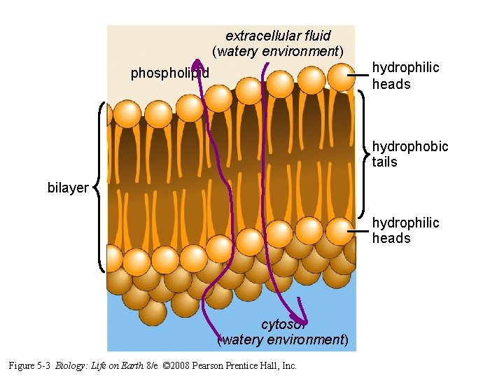 extracellular fluid (watery environment) hydrophilic heads phospholipid hydrophobic tails bilayer hydrophilic heads cytosol (watery extracellular fluid (watery environment) hydrophilic heads phospholipid hydrophobic tails bilayer hydrophilic heads cytosol (watery