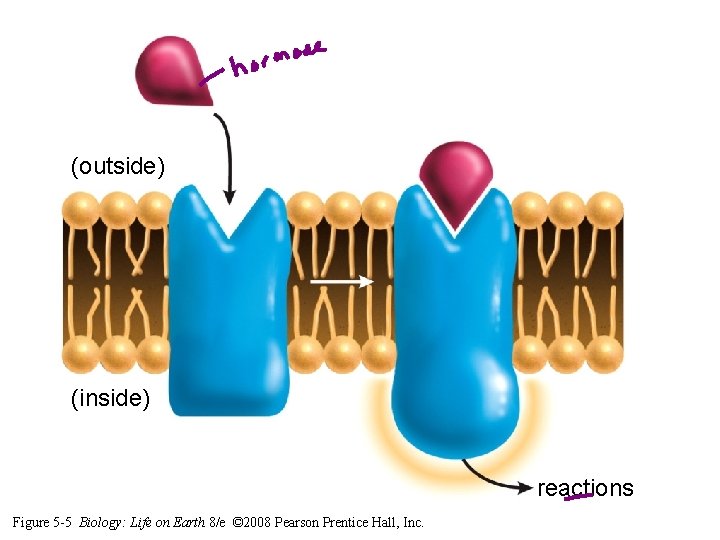 (outside) (inside) reactions Figure 5 -5 Biology: Life on Earth 8/e © 2008 Pearson (outside) (inside) reactions Figure 5 -5 Biology: Life on Earth 8/e © 2008 Pearson