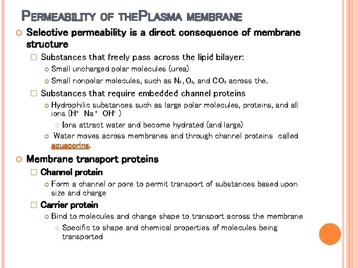 PERMEABILITY OF THE PLASMA MEMBRANE Selective permeability is a direct consequence of membrane structure PERMEABILITY OF THE PLASMA MEMBRANE Selective permeability is a direct consequence of membrane structure