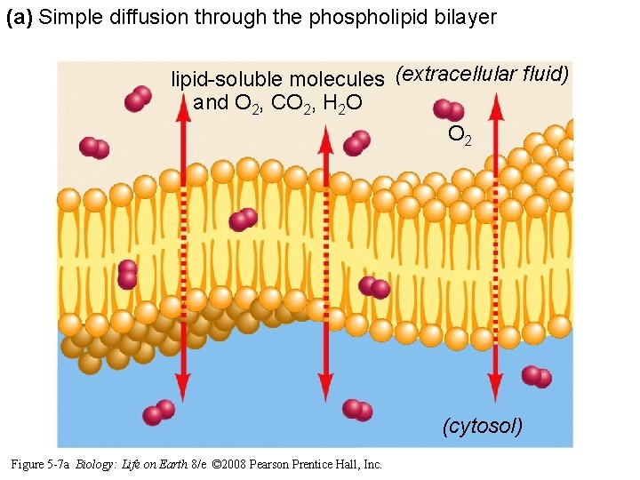 (a) Simple diffusion through the phospholipid bilayer lipid-soluble molecules (extracellular fluid) and O 2, (a) Simple diffusion through the phospholipid bilayer lipid-soluble molecules (extracellular fluid) and O 2,