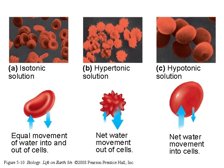 (a) Isotonic solution Equal movement of water into and out of cells. (b) Hypertonic (a) Isotonic solution Equal movement of water into and out of cells. (b) Hypertonic