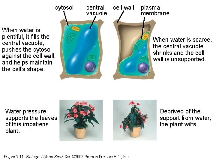 cytosol central vacuole cell wall When water is plentiful, it fills the central vacuole, cytosol central vacuole cell wall When water is plentiful, it fills the central vacuole,