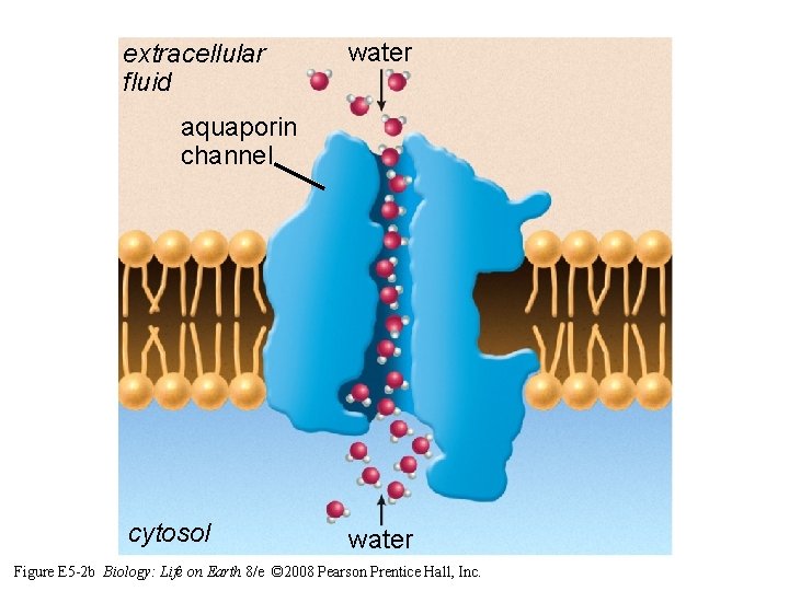 extracellular fluid water aquaporin channel cytosol water Figure E 5 -2 b Biology: Life extracellular fluid water aquaporin channel cytosol water Figure E 5 -2 b Biology: Life