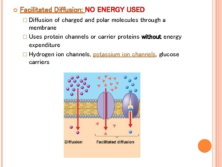 Facilitated Diffusion: NO ENERGY USED � Diffusion of charged and polar molecules through Facilitated Diffusion: NO ENERGY USED � Diffusion of charged and polar molecules through