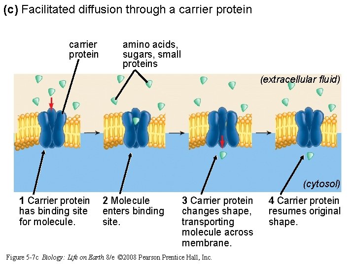 (c) Facilitated diffusion through a carrier protein amino acids, sugars, small proteins (extracellular fluid) (c) Facilitated diffusion through a carrier protein amino acids, sugars, small proteins (extracellular fluid)