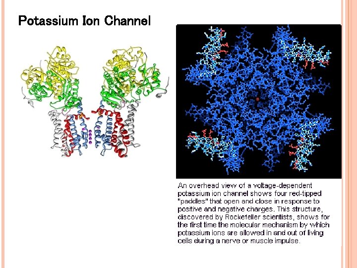 Potassium Ion Channel Potassium Ion Channel