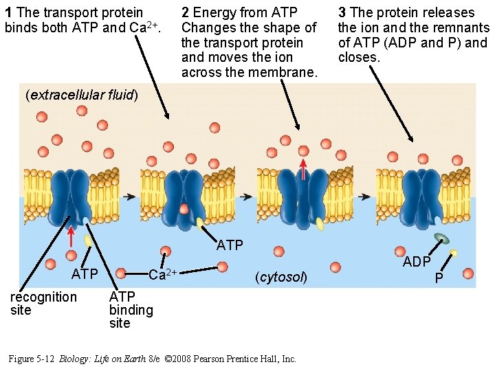 1 The transport protein binds both ATP and Ca 2+. 2 Energy from ATP 1 The transport protein binds both ATP and Ca 2+. 2 Energy from ATP