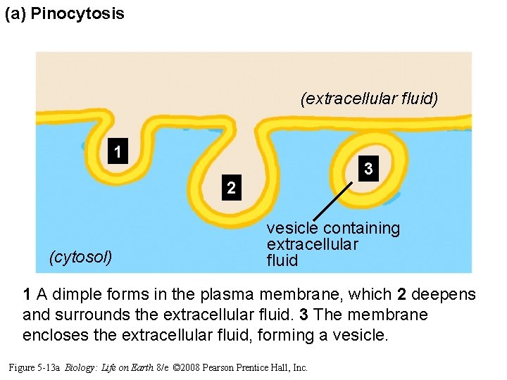 (a) Pinocytosis (extracellular fluid) 1 3 2 (cytosol) vesicle containing extracellular fluid 1 A (a) Pinocytosis (extracellular fluid) 1 3 2 (cytosol) vesicle containing extracellular fluid 1 A