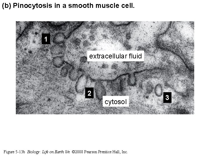 (b) Pinocytosis in a smooth muscle cell. 1 extracellular fluid 2 cytosol Figure 5 (b) Pinocytosis in a smooth muscle cell. 1 extracellular fluid 2 cytosol Figure 5