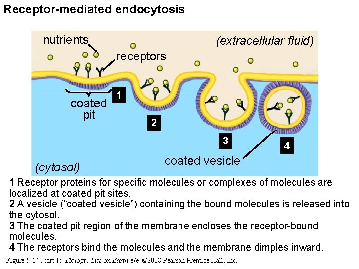 Receptor-mediated endocytosis nutrients (extracellular fluid) receptors coated pit 1 2 3 (cytosol) 4 coated Receptor-mediated endocytosis nutrients (extracellular fluid) receptors coated pit 1 2 3 (cytosol) 4 coated