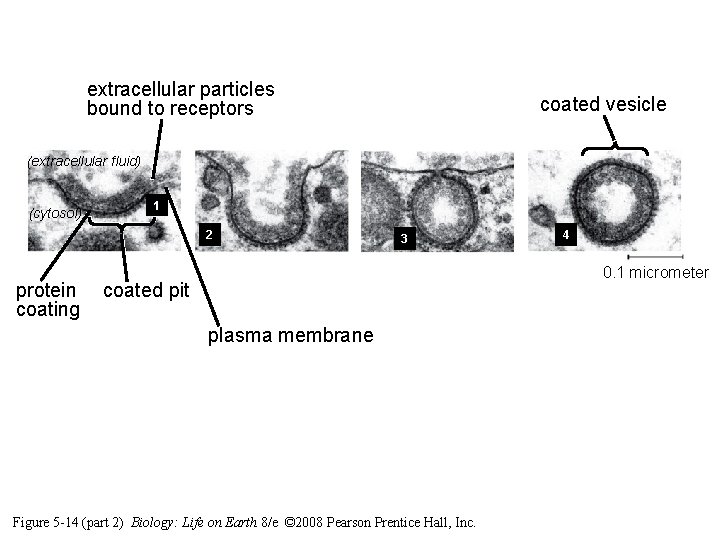 extracellular particles bound to receptors coated vesicle (extracellular fluid) (cytosol) 1 2 protein coating extracellular particles bound to receptors coated vesicle (extracellular fluid) (cytosol) 1 2 protein coating