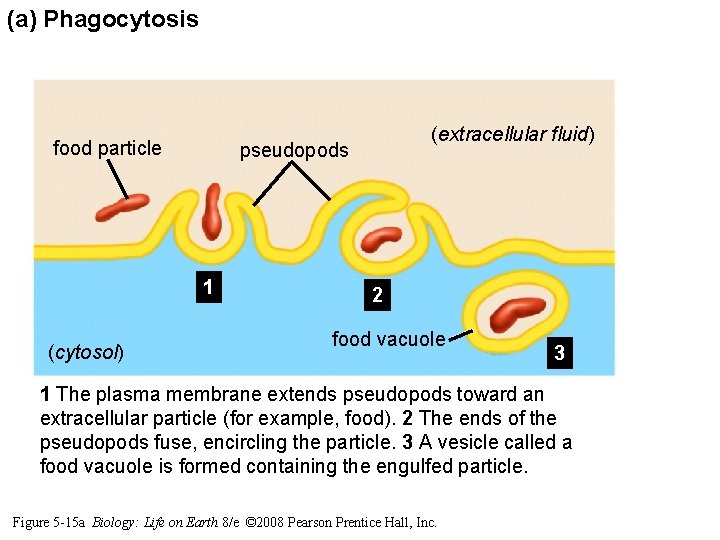 (a) Phagocytosis food particle pseudopods 1 (cytosol) (extracellular fluid) 2 food vacuole 3 1 (a) Phagocytosis food particle pseudopods 1 (cytosol) (extracellular fluid) 2 food vacuole 3 1