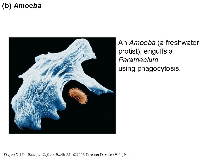 (b) Amoeba An Amoeba (a freshwater protist), engulfs a Paramecium using phagocytosis. Figure 5 (b) Amoeba An Amoeba (a freshwater protist), engulfs a Paramecium using phagocytosis. Figure 5