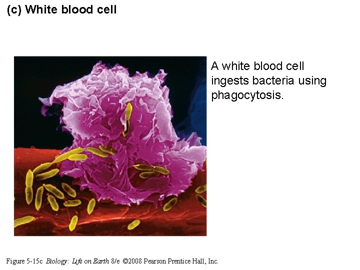 (c) White blood cell A white blood cell ingests bacteria using phagocytosis. Figure 5 (c) White blood cell A white blood cell ingests bacteria using phagocytosis. Figure 5