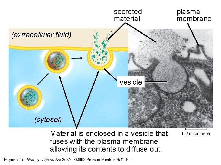 secreted material plasma membrane (extracellular fluid) vesicle (cytosol) Material is enclosed in a vesicle secreted material plasma membrane (extracellular fluid) vesicle (cytosol) Material is enclosed in a vesicle