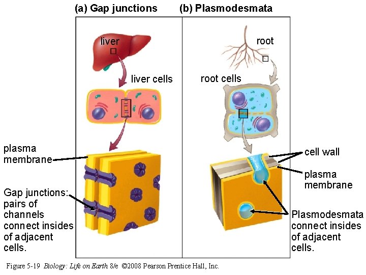 (a) Gap junctions (b) Plasmodesmata root liver cells root cells plasma membrane Gap junctions: (a) Gap junctions (b) Plasmodesmata root liver cells root cells plasma membrane Gap junctions: