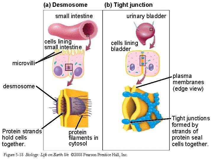 (a) Desmosome small intestine cells lining small intestine (b) Tight junction urinary bladder cells (a) Desmosome small intestine cells lining small intestine (b) Tight junction urinary bladder cells