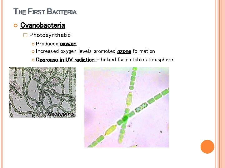 THE FIRST BACTERIA Cyanobacteria � Photosynthetic Produced oxygen Increased oxygen levels promoted ozone formation THE FIRST BACTERIA Cyanobacteria � Photosynthetic Produced oxygen Increased oxygen levels promoted ozone formation