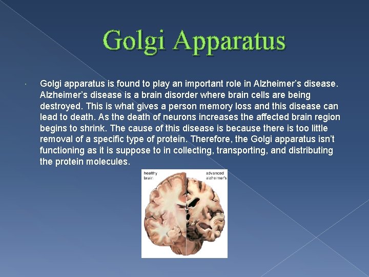 Golgi Apparatus Golgi apparatus is found to play an important role in Alzheimer’s disease