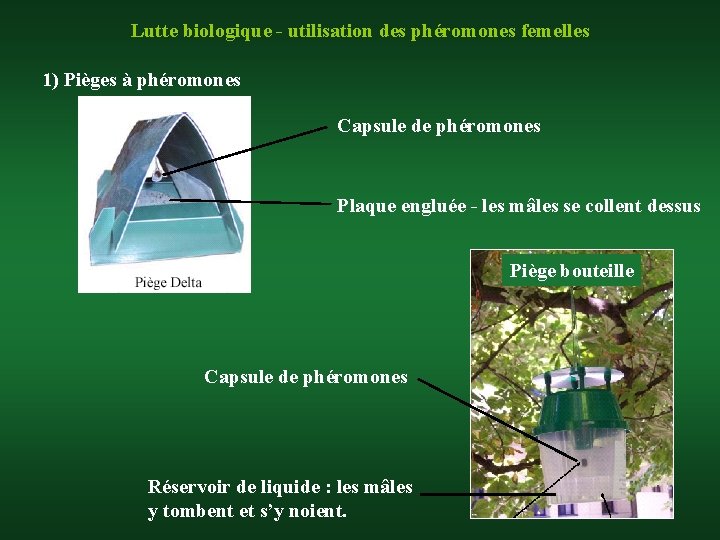 Lutte biologique - utilisation des phéromones femelles 1) Pièges à phéromones Capsule de phéromones